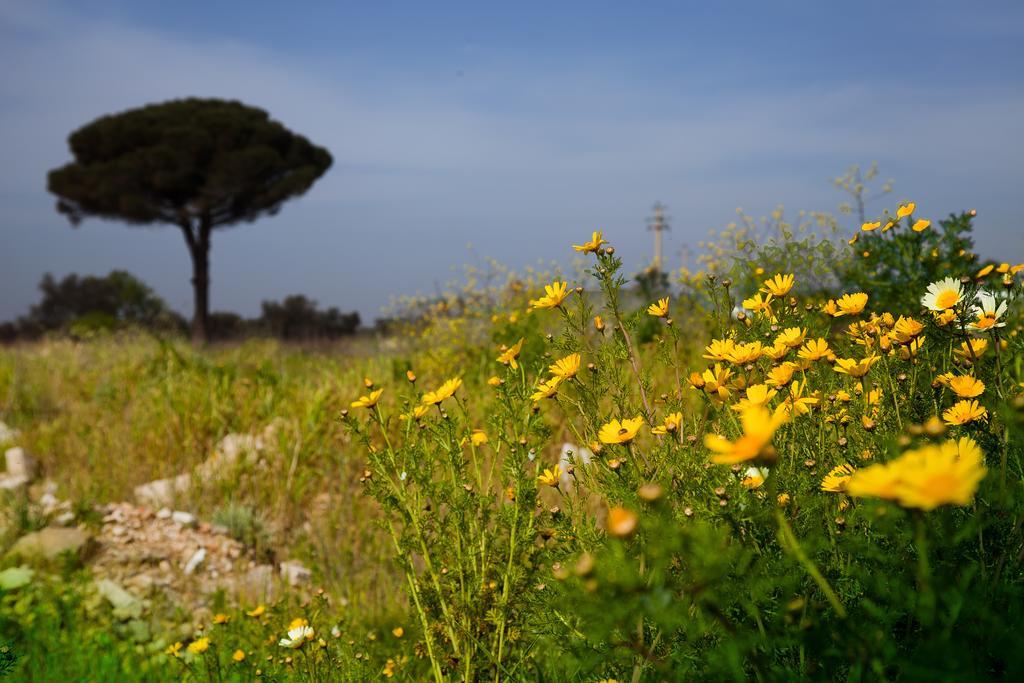 Bonjour Bed & Breakfast Morciano di Leuca Bagian luar foto
